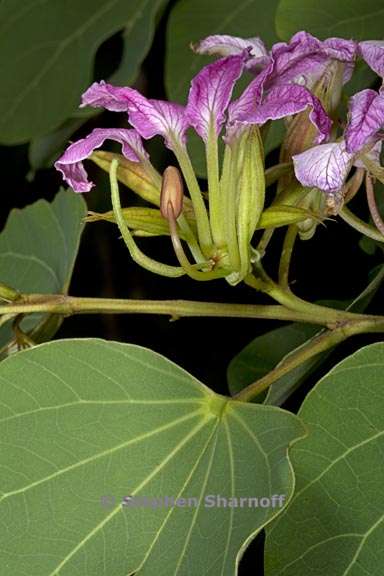 bauhinia macranthera 5 graphic